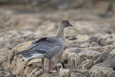 Pink-footed Goose (1st w)