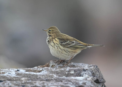 Meadow Pipit