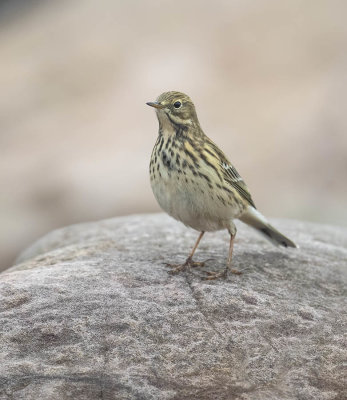 Meadow Pipit