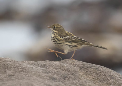Meadow Pipit