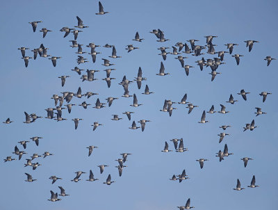 Barnacle Geese