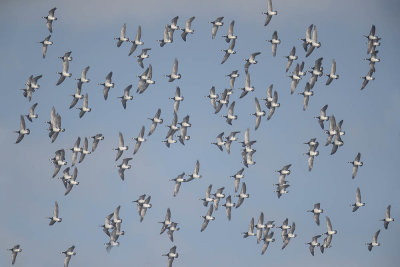 Barnacle Geese