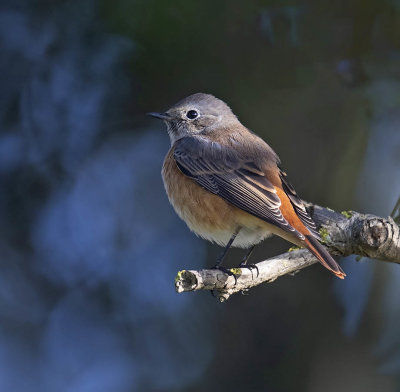 Redstart