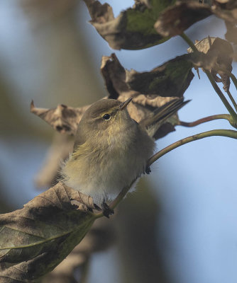 Chiffchaff