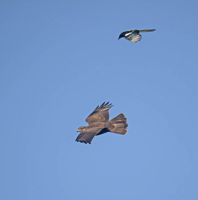 Buzzard
