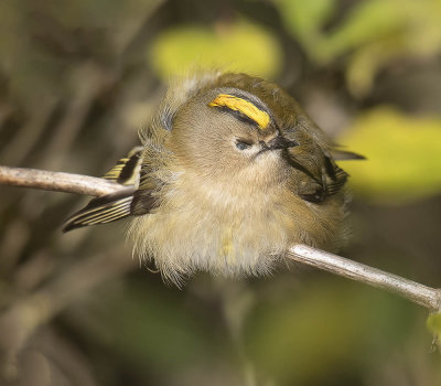 Goldcrest (male)