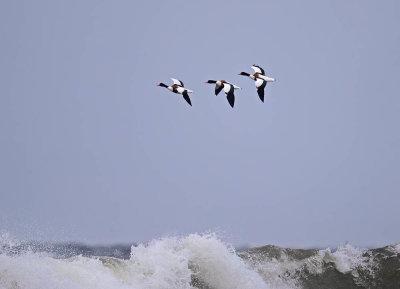 Shelduck