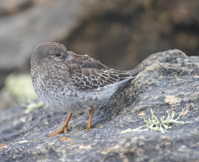 Purple Sandpiper