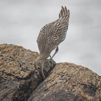 Curlew