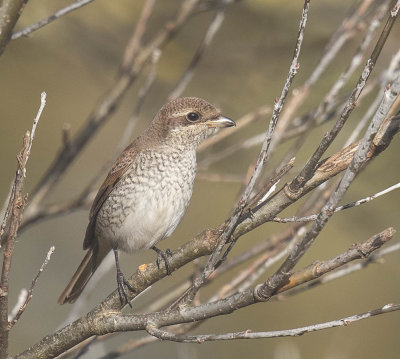 Red-backed Shrike