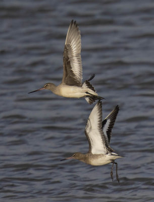 Hudsonian Godwit above Black-tailed Godwit