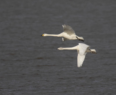 Whooper Swans adult and juvenile