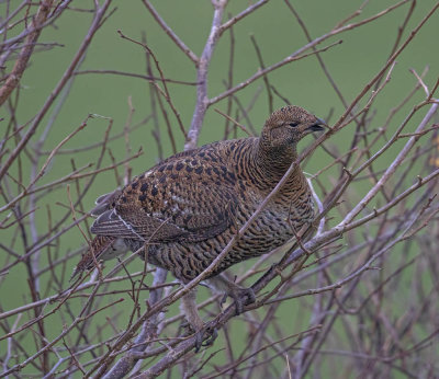 Black Grouse female (Grey Hen)