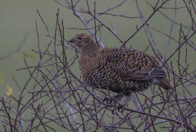 Black Grouse female (Grey Hen)