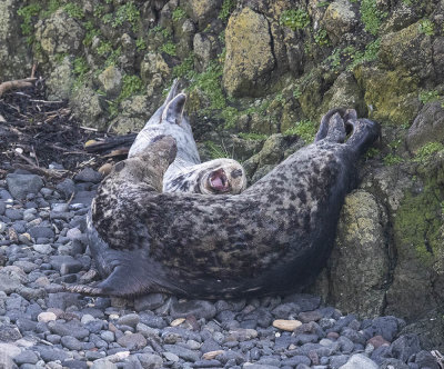 Grey Seal