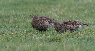 Black Grouse (Grey Hens)