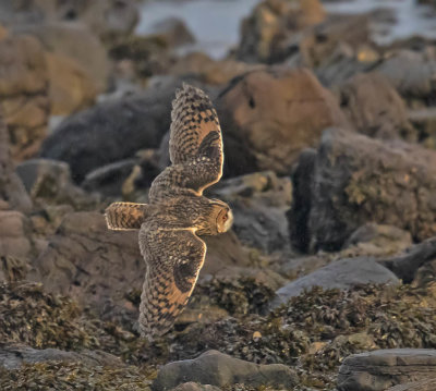 Long-eared Owl