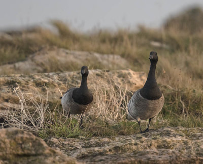 Pale-bellied Brent