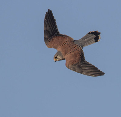 Kestrel