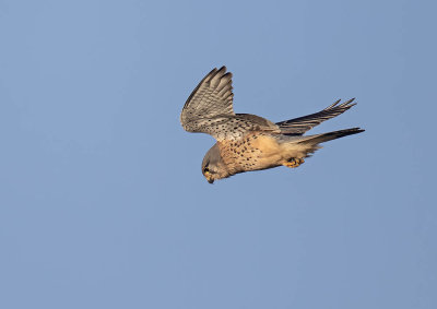 Kestrel