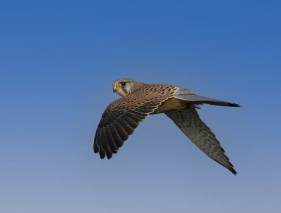 Kestrel