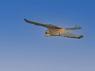 Kestrel