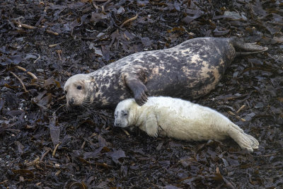 Grey Seal
