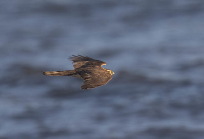Sparrowhawk (1st w female)