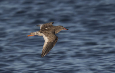 Redshank