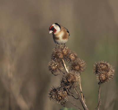 Goldfinch