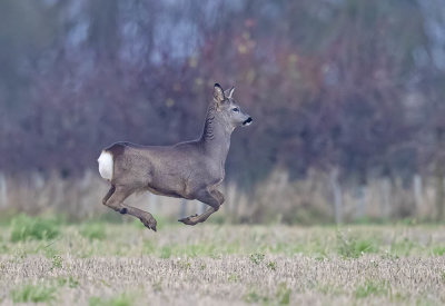 Roe deer (yearling buck)