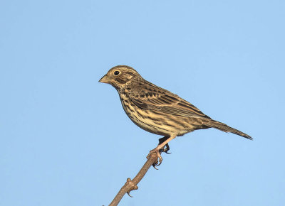 Corn Bunting