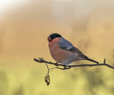 Bullfinch