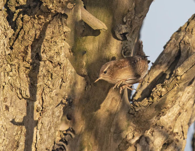 Wren