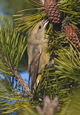 Crossbill