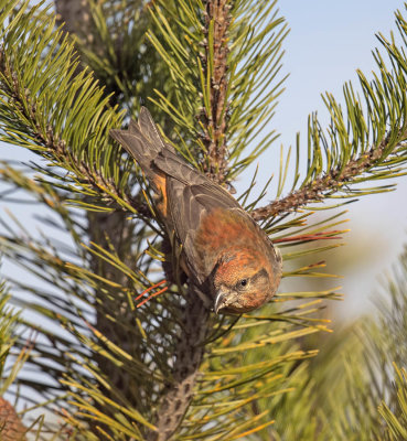 Crossbill