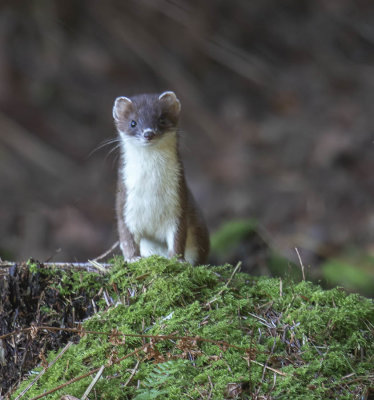 Stoat