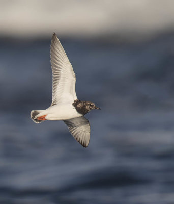 Turnstone