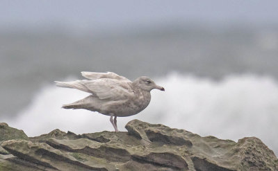 Glaucous Gull (2nd w)