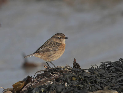 Stonechat (female)