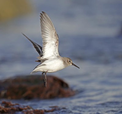 Dunlin