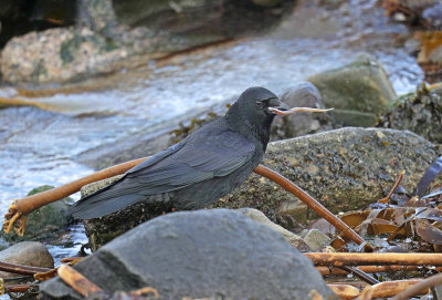 Crow