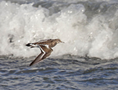 Turnstone