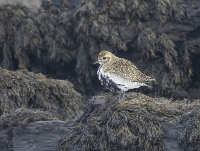 Golden Plover