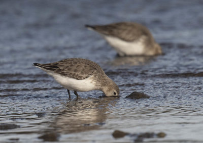 Dunlin
