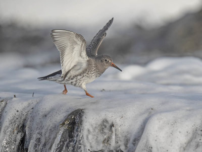 Purple Sandpiper