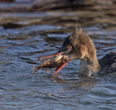 Red-breasted Merganser