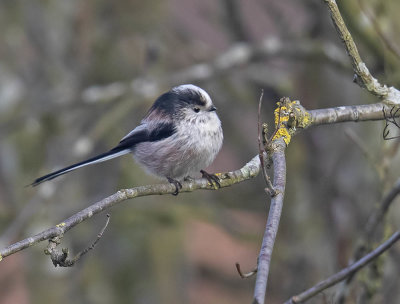 Long-tailed Tit