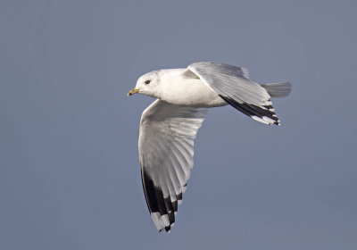 Common Gull
