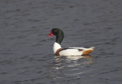 Shelduck